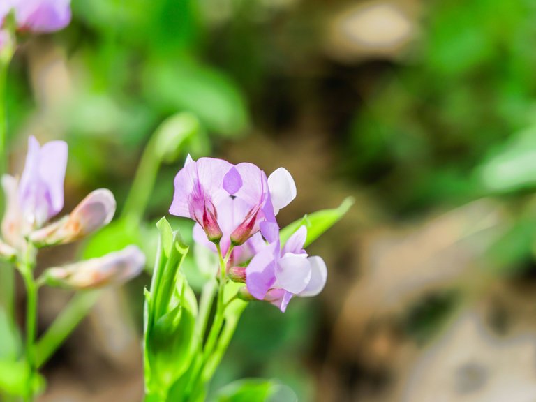 flowers (15 of 67).jpg