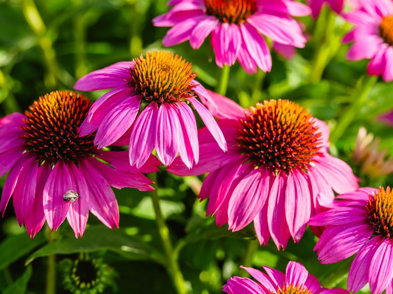 garden (47 of 78).jpg