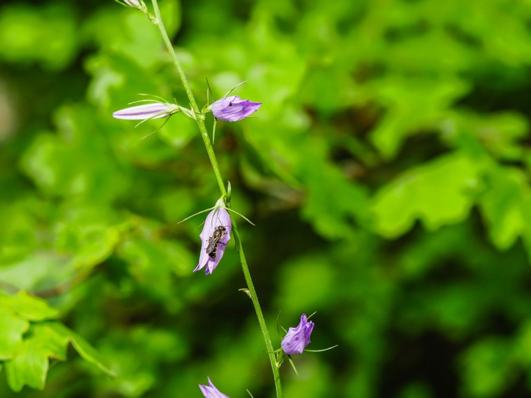 flowers (33 of 67).jpg