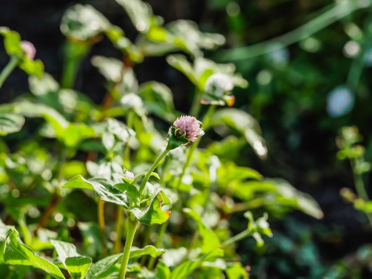 garden (62 of 78).jpg