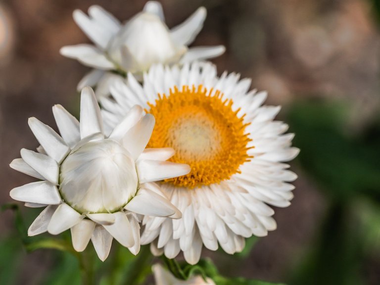 garden1609 (23 of 47).jpg