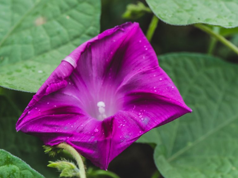 garden1609 (47 of 47).jpg