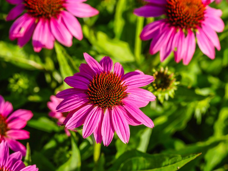 garden (54 of 78).jpg