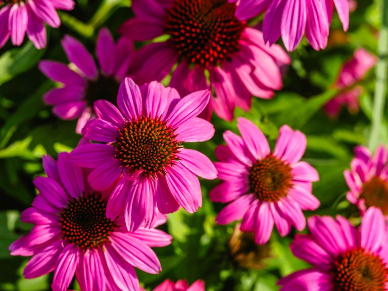 garden (52 of 78).jpg