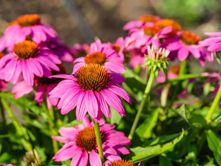 garden (42 of 78).jpg