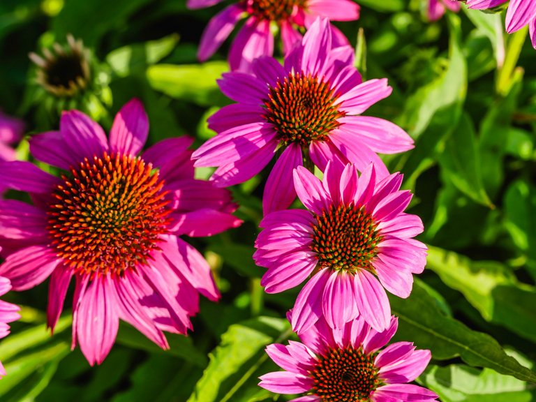 garden (55 of 78).jpg