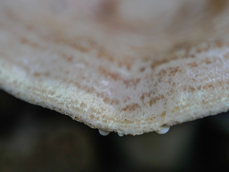 mushroom-72.jpg