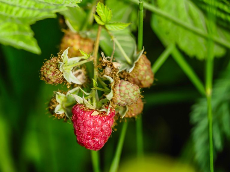 garden (28 of 45).jpg