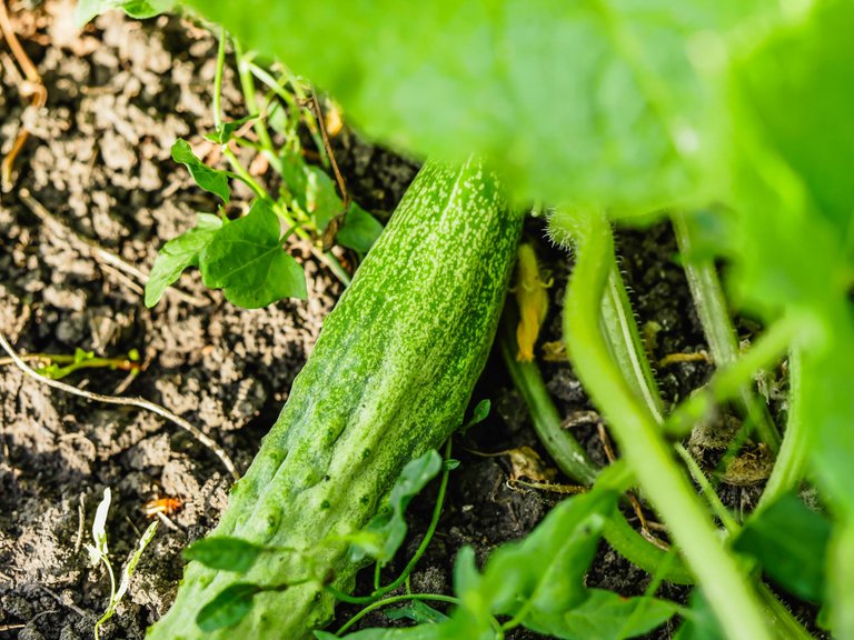 garden (22 of 78).jpg