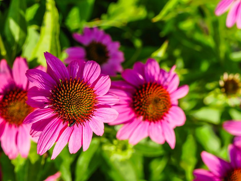 garden (58 of 78).jpg