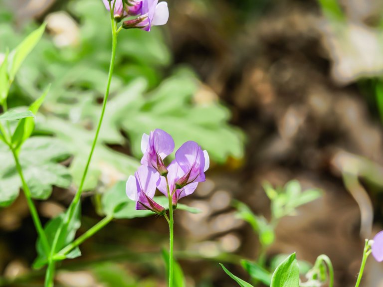 flowers (18 of 67).jpg