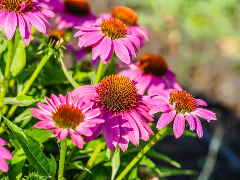 garden (43 of 78).jpg