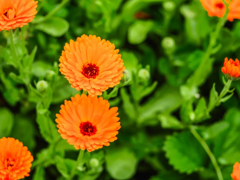 flowers (59 of 67).jpg