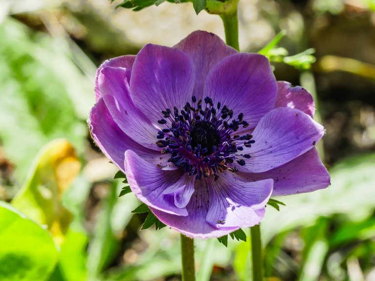 anemone-10.jpg