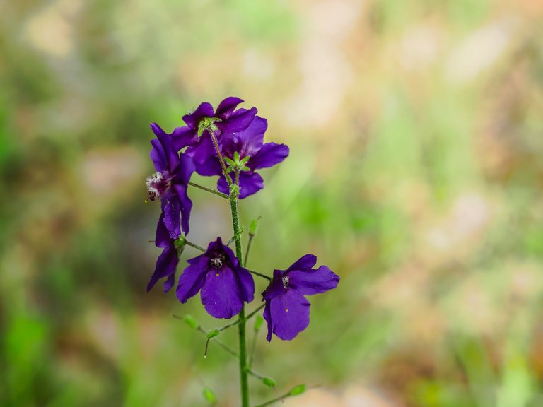 flowers (26 of 67).jpg
