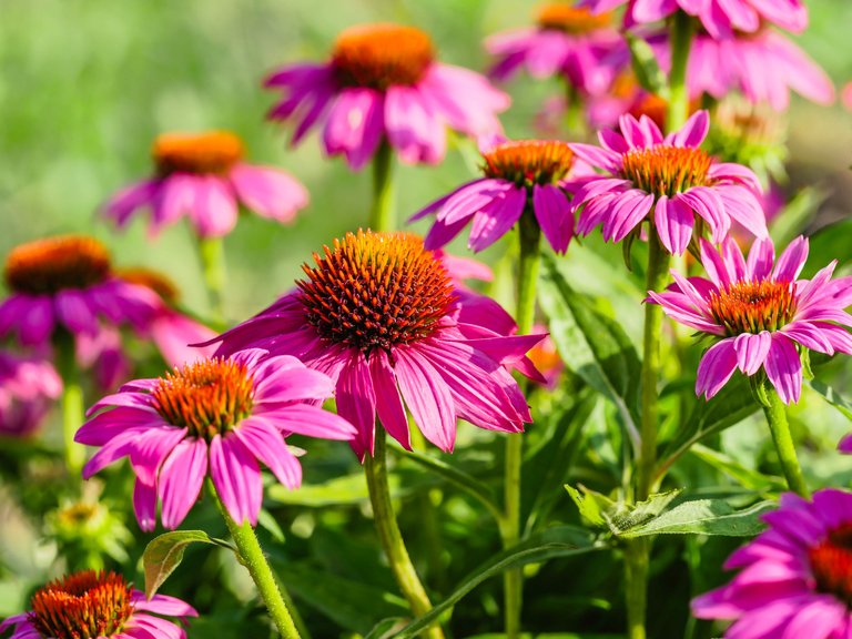 garden (49 of 78).jpg