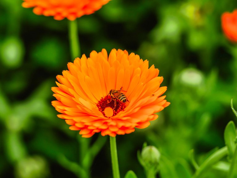 flowers (62 of 67).jpg