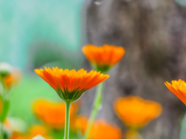 flowers (65 of 67).jpg