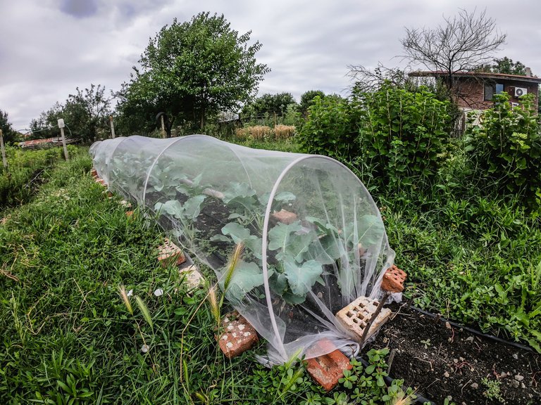 garden (9 of 78).jpg