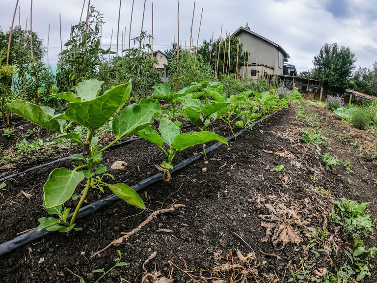 garden (11 of 78).jpg
