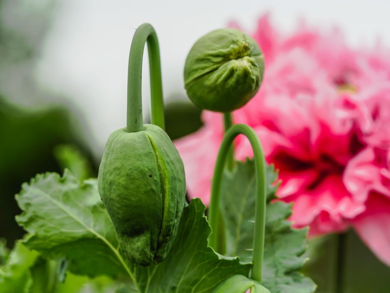 garden (4 of 13).jpg