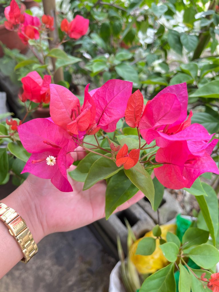 IMG_2213.jpeg