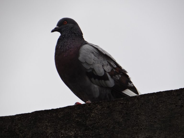 DSC01394.JPG