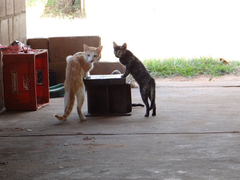 DSC02286.JPG