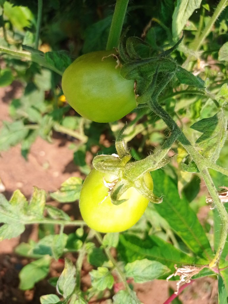 After being away for a long time, I paid a visit to the crops in my garden 