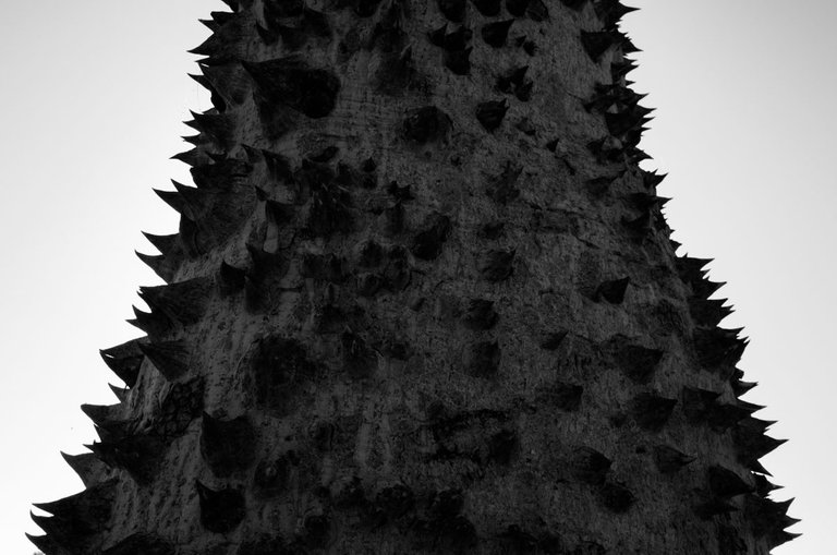 thorny tree_2023_by_Victor_Bezrukov-5.jpg
