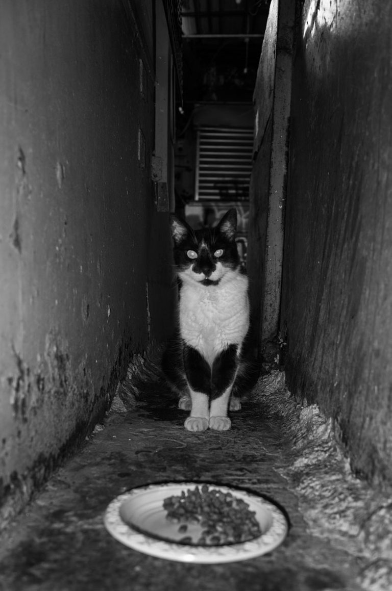 Street_Cat_2022_Victor_Bezrukov-2.jpg
