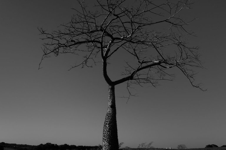thorny tree_2023_by_Victor_Bezrukov-6.jpg