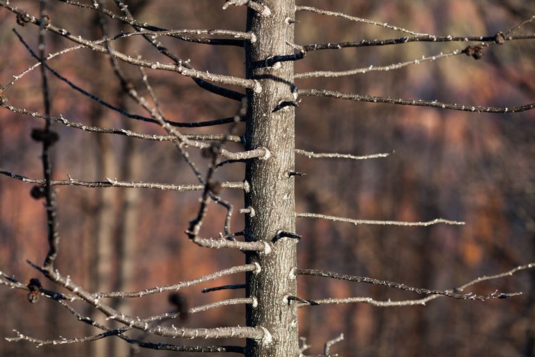 Burned_forest_2021_by_Victor_Bezrukov-5.jpg