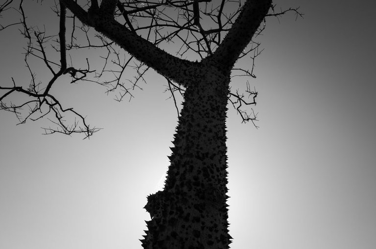 thorny tree_2023_by_Victor_Bezrukov-4.jpg