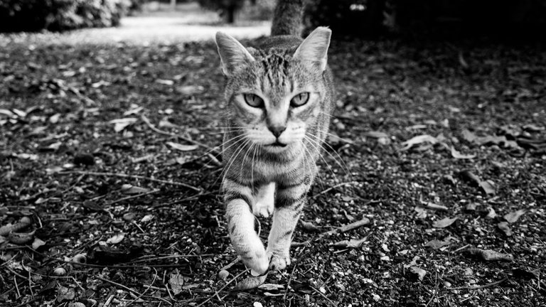 Cat_attention_2021_by_Victor_Bezrukov-2.jpg