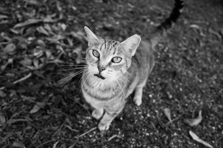 Cat_attention_2021_by_Victor_Bezrukov-3.jpg