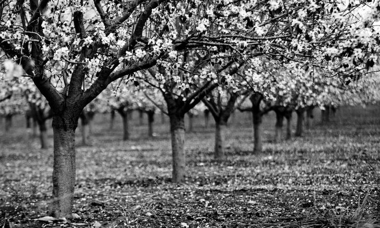 almonds trees.jpg