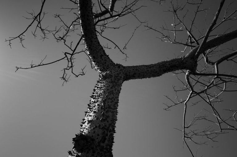 thorny tree_2023_by_Victor_Bezrukov-3.jpg