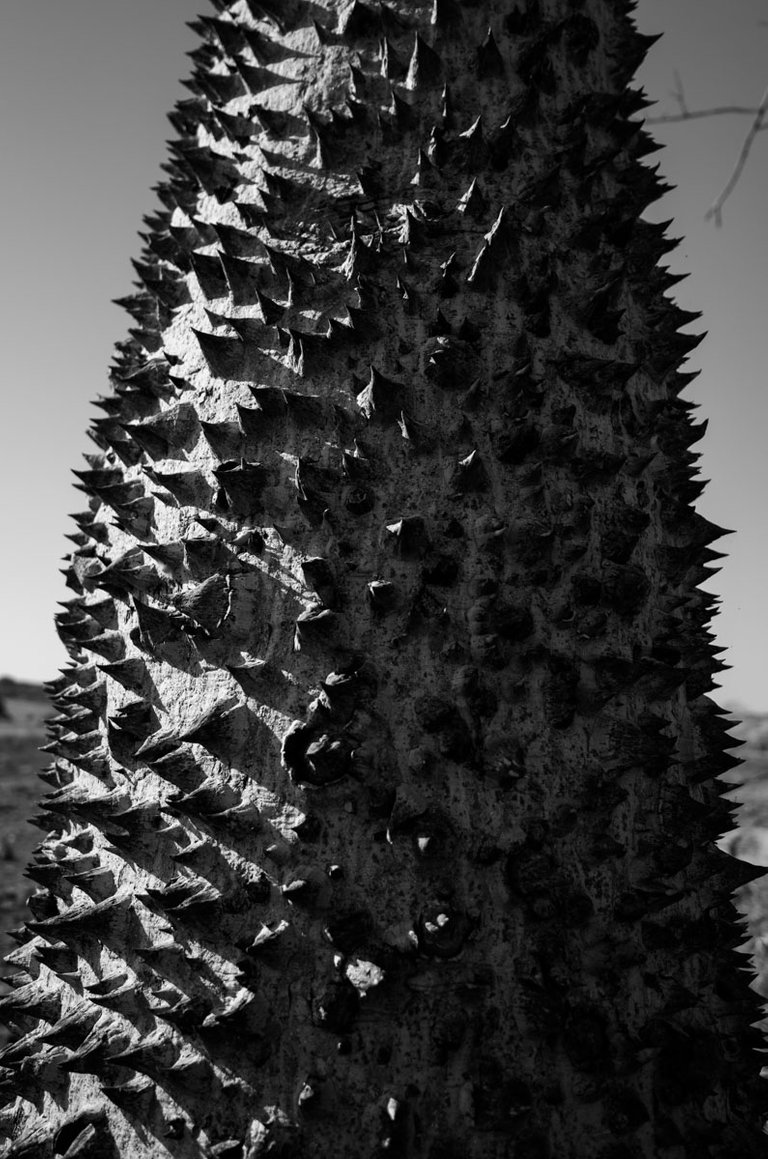 thorny tree_2023_by_Victor_Bezrukov-2.jpg