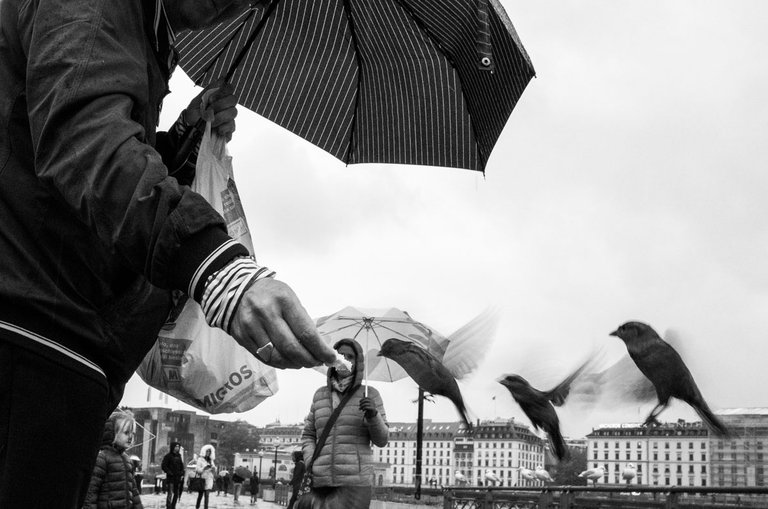 Feeding_in_Geneva_Agent_Shadow_2018_by_Victor_Bezrukov-1.jpg