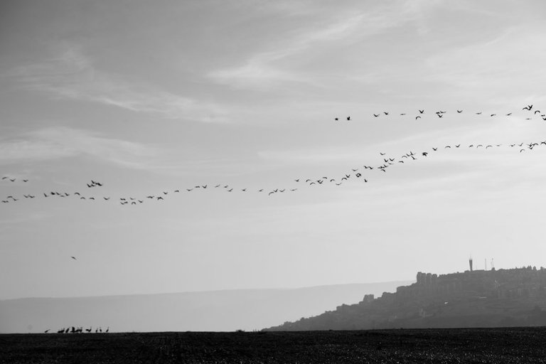 Cranes_migration_2021_by_Victor_Bezrukov-9.jpg