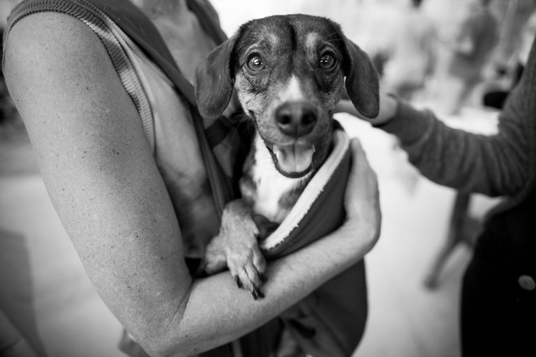 Dogs_adoption_2017_by_Victor_Bezrukov-100.JPG