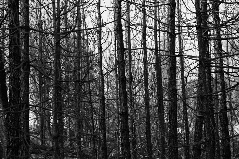 Burned_forest_2021_by_Victor_Bezrukov-23.jpg