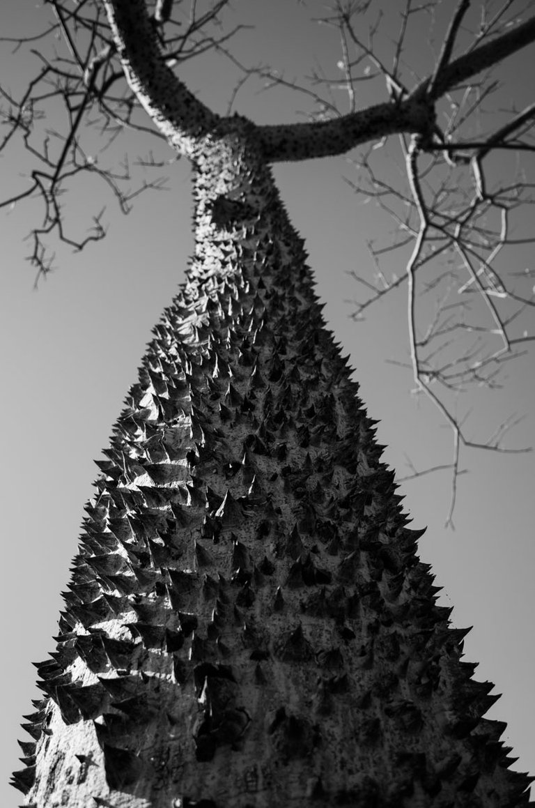 thorny tree_2023_by_Victor_Bezrukov-1.jpg