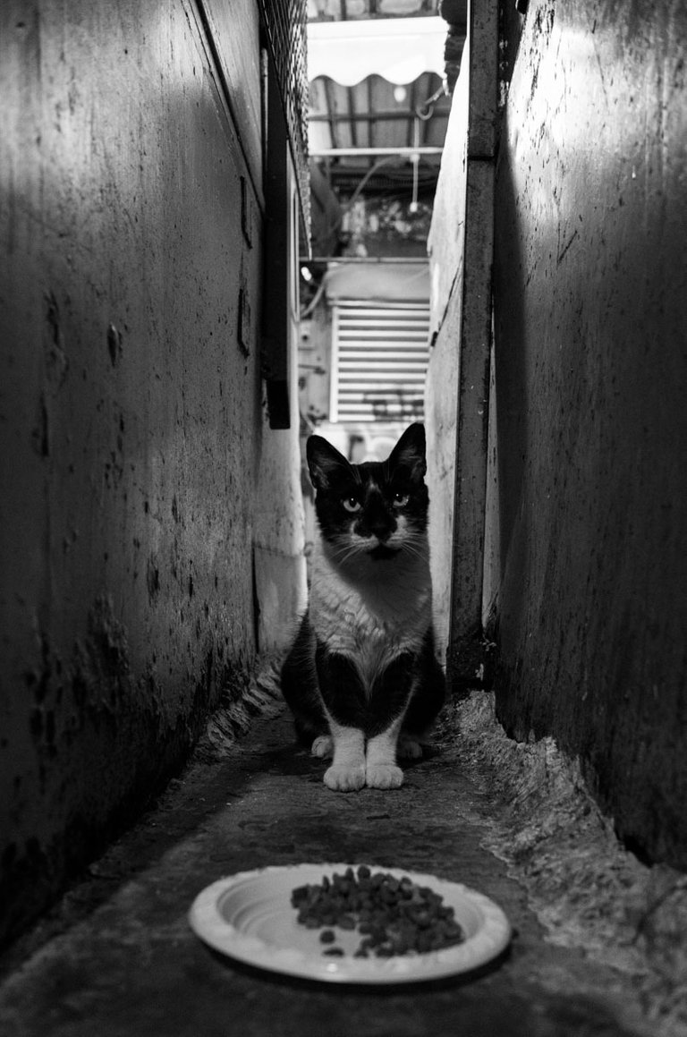 Street_Cat_2022_Victor_Bezrukov-1.jpg
