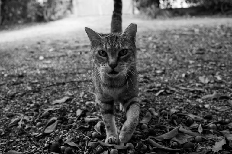 Cat_attention_2021_by_Victor_Bezrukov-4.jpg