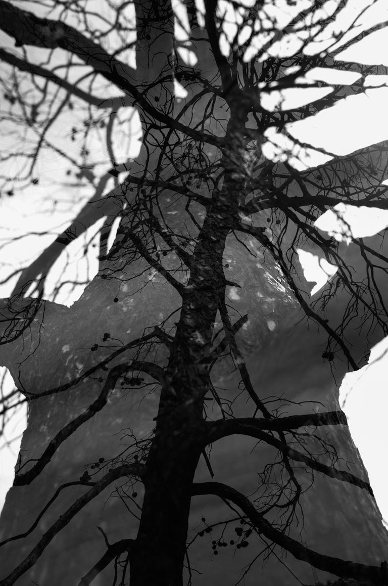 Trees_chaos_2022_by_Victor_Bezrukov-3.jpg