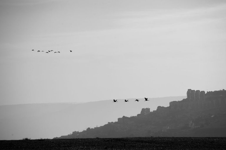 Cranes_migration_2021_by_Victor_Bezrukov-10.jpg