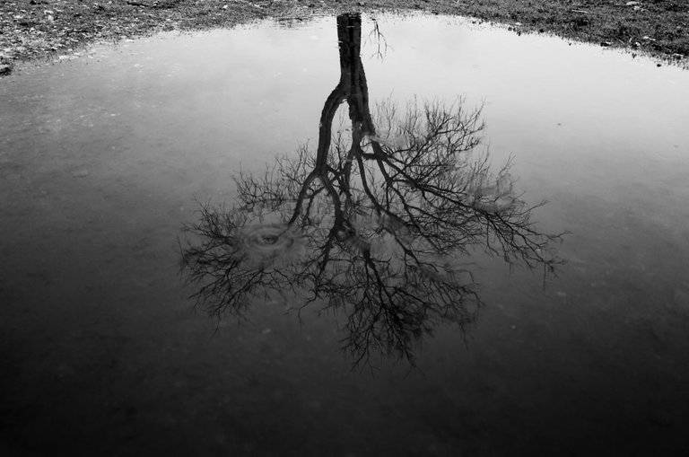 The_tree_puddle_2022_by_Victor_Bezrukov.jpg