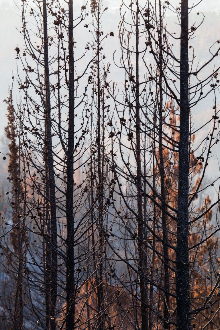 Burned_forest_2021_by_Victor_Bezrukov-7.jpg